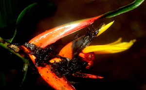  ( - BioBot01654)  @11 [ ] CreativeCommons - Attribution Non-Commercial Share-Alike (2010) Daniel H. Janzen Guanacaste Dry Forest Conservation Fund