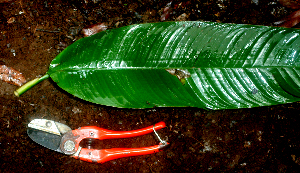  ( - BioBot01654)  @11 [ ] CreativeCommons - Attribution Non-Commercial Share-Alike (2010) Daniel H. Janzen Guanacaste Dry Forest Conservation Fund