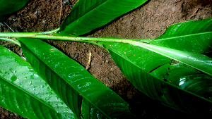  ( - BioBot01655)  @11 [ ] CreativeCommons - Attribution Non-Commercial Share-Alike (2010) Daniel H. Janzen Guanacaste Dry Forest Conservation Fund