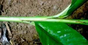 ( - BioBot01655)  @11 [ ] CreativeCommons - Attribution Non-Commercial Share-Alike (2010) Daniel H. Janzen Guanacaste Dry Forest Conservation Fund