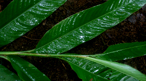  ( - BioBot01655)  @11 [ ] CreativeCommons - Attribution Non-Commercial Share-Alike (2010) Daniel H. Janzen Guanacaste Dry Forest Conservation Fund