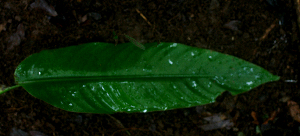  ( - BioBot01655)  @11 [ ] CreativeCommons - Attribution Non-Commercial Share-Alike (2010) Daniel H. Janzen Guanacaste Dry Forest Conservation Fund
