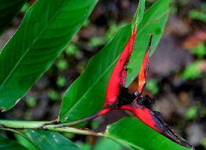  ( - BioBot01659)  @11 [ ] CreativeCommons - Attribution Non-Commercial Share-Alike (2010) Daniel H. Janzen Guanacaste Dry Forest Conservation Fund