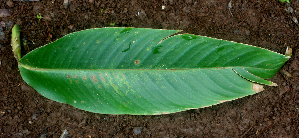  ( - BioBot01659)  @11 [ ] CreativeCommons - Attribution Non-Commercial Share-Alike (2010) Daniel H. Janzen Guanacaste Dry Forest Conservation Fund