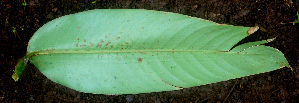  ( - BioBot01659)  @11 [ ] CreativeCommons - Attribution Non-Commercial Share-Alike (2010) Daniel H. Janzen Guanacaste Dry Forest Conservation Fund