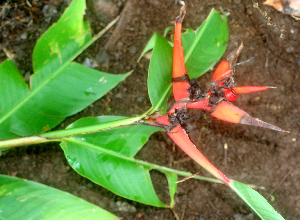  ( - BioBot01660)  @11 [ ] CreativeCommons - Attribution Non-Commercial Share-Alike (2010) Daniel H. Janzen Guanacaste Dry Forest Conservation Fund