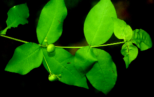  ( - BioBot01665)  @11 [ ] CreativeCommons - Attribution Non-Commercial Share-Alike (2010) Daniel H. Janzen Guanacaste Dry Forest Conservation Fund