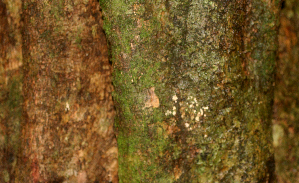  ( - BioBot01667)  @11 [ ] CreativeCommons - Attribution Non-Commercial Share-Alike (2010) Daniel H. Janzen Guanacaste Dry Forest Conservation Fund