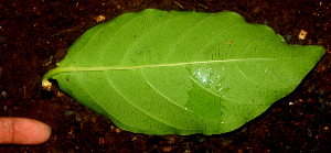  (Morinda panamensis - BioBot01667)  @11 [ ] CreativeCommons - Attribution Non-Commercial Share-Alike (2010) Daniel H. Janzen Guanacaste Dry Forest Conservation Fund