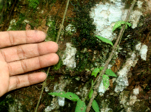  ( - BioBot01668)  @11 [ ] CreativeCommons - Attribution Non-Commercial Share-Alike (2010) Daniel H. Janzen Guanacaste Dry Forest Conservation Fund