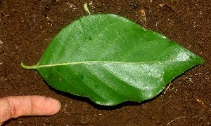  ( - BioBot01668)  @11 [ ] CreativeCommons - Attribution Non-Commercial Share-Alike (2010) Daniel H. Janzen Guanacaste Dry Forest Conservation Fund