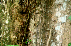  ( - BioBot01669)  @11 [ ] CreativeCommons - Attribution Non-Commercial Share-Alike (2010) Daniel H. Janzen Guanacaste Dry Forest Conservation Fund