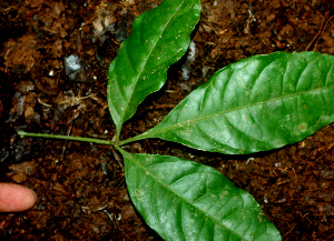  ( - BioBot01682)  @11 [ ] CreativeCommons - Attribution Non-Commercial Share-Alike (2010) Daniel H. Janzen Guanacaste Dry Forest Conservation Fund