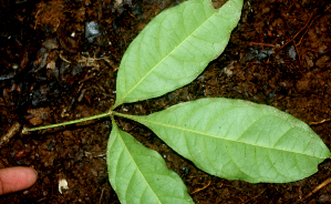  ( - BioBot01682)  @11 [ ] CreativeCommons - Attribution Non-Commercial Share-Alike (2010) Daniel H. Janzen Guanacaste Dry Forest Conservation Fund