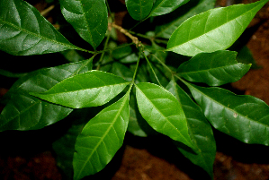  ( - BioBot01683)  @11 [ ] CreativeCommons - Attribution Non-Commercial Share-Alike (2010) Daniel H. Janzen Guanacaste Dry Forest Conservation Fund