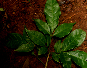  ( - BioBot01683)  @11 [ ] CreativeCommons - Attribution Non-Commercial Share-Alike (2010) Daniel H. Janzen Guanacaste Dry Forest Conservation Fund