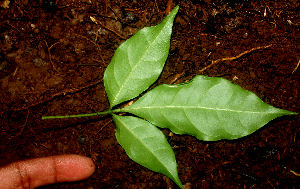  ( - BioBot01683)  @11 [ ] CreativeCommons - Attribution Non-Commercial Share-Alike (2010) Daniel H. Janzen Guanacaste Dry Forest Conservation Fund