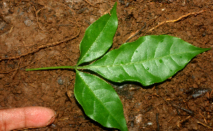  ( - BioBot01683)  @11 [ ] CreativeCommons - Attribution Non-Commercial Share-Alike (2010) Daniel H. Janzen Guanacaste Dry Forest Conservation Fund