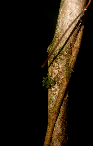  ( - BioBot01684)  @11 [ ] CreativeCommons - Attribution Non-Commercial Share-Alike (2010) Daniel H. Janzen Guanacaste Dry Forest Conservation Fund