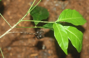  ( - BioBot01684)  @11 [ ] CreativeCommons - Attribution Non-Commercial Share-Alike (2010) Daniel H. Janzen Guanacaste Dry Forest Conservation Fund