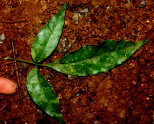  ( - BioBot01684)  @11 [ ] CreativeCommons - Attribution Non-Commercial Share-Alike (2010) Daniel H. Janzen Guanacaste Dry Forest Conservation Fund