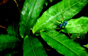  ( - BioBot01685)  @11 [ ] CreativeCommons - Attribution Non-Commercial Share-Alike (2010) Daniel H. Janzen Guanacaste Dry Forest Conservation Fund