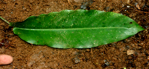  ( - BioBot01685)  @11 [ ] CreativeCommons - Attribution Non-Commercial Share-Alike (2010) Daniel H. Janzen Guanacaste Dry Forest Conservation Fund