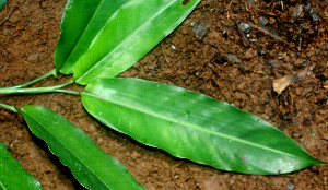  ( - BioBot01686)  @11 [ ] CreativeCommons - Attribution Non-Commercial Share-Alike (2010) Daniel H. Janzen Guanacaste Dry Forest Conservation Fund