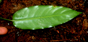  ( - BioBot01686)  @11 [ ] CreativeCommons - Attribution Non-Commercial Share-Alike (2010) Daniel H. Janzen Guanacaste Dry Forest Conservation Fund