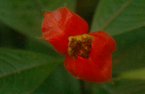  ( - BioBot01687)  @11 [ ] CreativeCommons - Attribution Non-Commercial Share-Alike (2010) Daniel H. Janzen Guanacaste Dry Forest Conservation Fund