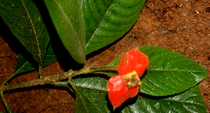  ( - BioBot01687)  @11 [ ] CreativeCommons - Attribution Non-Commercial Share-Alike (2010) Daniel H. Janzen Guanacaste Dry Forest Conservation Fund