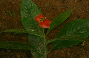  ( - BioBot01687)  @11 [ ] CreativeCommons - Attribution Non-Commercial Share-Alike (2010) Daniel H. Janzen Guanacaste Dry Forest Conservation Fund