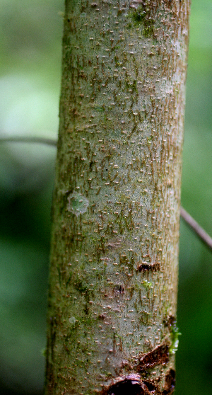  (Trichospermum grewiifolium - BioBot01690)  @11 [ ] CreativeCommons - Attribution Non-Commercial Share-Alike (2010) Daniel H. Janzen Guanacaste Dry Forest Conservation Fund