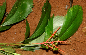  (Reinhardtia simplex - BioBot01702)  @11 [ ] CreativeCommons - Attribution Non-Commercial Share-Alike (2010) Daniel H. Janzen Guanacaste Dry Forest Conservation Fund