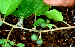  (Solanum rudepannum - BioBot01709)  @11 [ ] CreativeCommons - Attribution Non-Commercial Share-Alike (2010) Daniel H. Janzen Guanacaste Dry Forest Conservation Fund