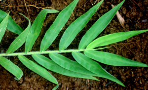  ( - BioBot01745)  @11 [ ] CreativeCommons - Attribution Non-Commercial Share-Alike (2010) Daniel H. Janzen Guanacaste Dry Forest Conservation Fund