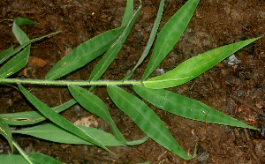  ( - BioBot01746)  @11 [ ] CreativeCommons - Attribution Non-Commercial Share-Alike (2010) Daniel H. Janzen Guanacaste Dry Forest Conservation Fund