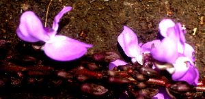  ( - BioBot01759)  @11 [ ] CreativeCommons - Attribution Non-Commercial Share-Alike (2010) Daniel H. Janzen Guanacaste Dry Forest Conservation Fund