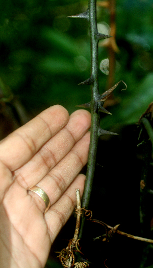  (Smilax Espinoza5704 - BioBot01767)  @11 [ ] CreativeCommons - Attribution Non-Commercial Share-Alike (2010) Daniel H. Janzen Guanacaste Dry Forest Conservation Fund