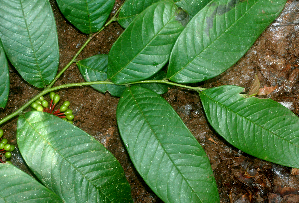  ( - BioBot01771)  @11 [ ] CreativeCommons - Attribution Non-Commercial Share-Alike (2010) Daniel H. Janzen Guanacaste Dry Forest Conservation Fund