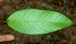  ( - BioBot01771)  @11 [ ] CreativeCommons - Attribution Non-Commercial Share-Alike (2010) Daniel H. Janzen Guanacaste Dry Forest Conservation Fund