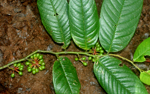 ( - BioBot01772)  @11 [ ] CreativeCommons - Attribution Non-Commercial Share-Alike (2010) Daniel H. Janzen Guanacaste Dry Forest Conservation Fund