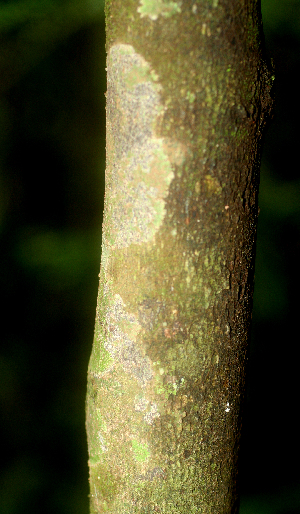  ( - BioBot01773)  @11 [ ] CreativeCommons - Attribution Non-Commercial Share-Alike (2010) Daniel H. Janzen Guanacaste Dry Forest Conservation Fund