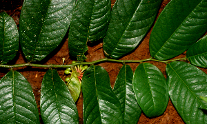  ( - BioBot01773)  @11 [ ] CreativeCommons - Attribution Non-Commercial Share-Alike (2010) Daniel H. Janzen Guanacaste Dry Forest Conservation Fund