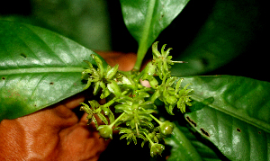  ( - BioBot01793)  @11 [ ] CreativeCommons - Attribution Non-Commercial Share-Alike (2010) Daniel H. Janzen Guanacaste Dry Forest Conservation Fund