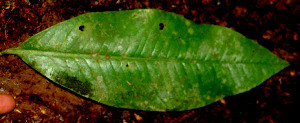  ( - BioBot01793)  @11 [ ] CreativeCommons - Attribution Non-Commercial Share-Alike (2010) Daniel H. Janzen Guanacaste Dry Forest Conservation Fund