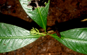  ( - BioBot01794)  @11 [ ] CreativeCommons - Attribution Non-Commercial Share-Alike (2010) Daniel H. Janzen Guanacaste Dry Forest Conservation Fund