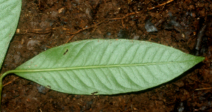  ( - BioBot01794)  @11 [ ] CreativeCommons - Attribution Non-Commercial Share-Alike (2010) Daniel H. Janzen Guanacaste Dry Forest Conservation Fund