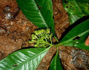  ( - BioBot01796)  @11 [ ] CreativeCommons - Attribution Non-Commercial Share-Alike (2010) Daniel H. Janzen Guanacaste Dry Forest Conservation Fund