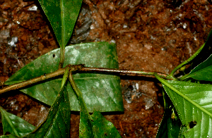  ( - BioBot01796)  @11 [ ] CreativeCommons - Attribution Non-Commercial Share-Alike (2010) Daniel H. Janzen Guanacaste Dry Forest Conservation Fund